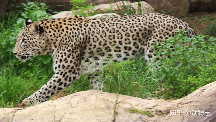 New study: African leopards and Asian leopards may be different species - Photo 5.