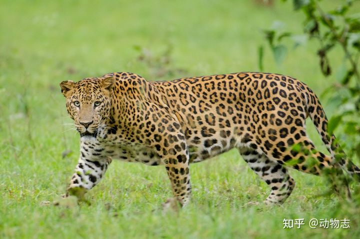 New study: African leopards and Asian leopards may be different species - Photo 6.