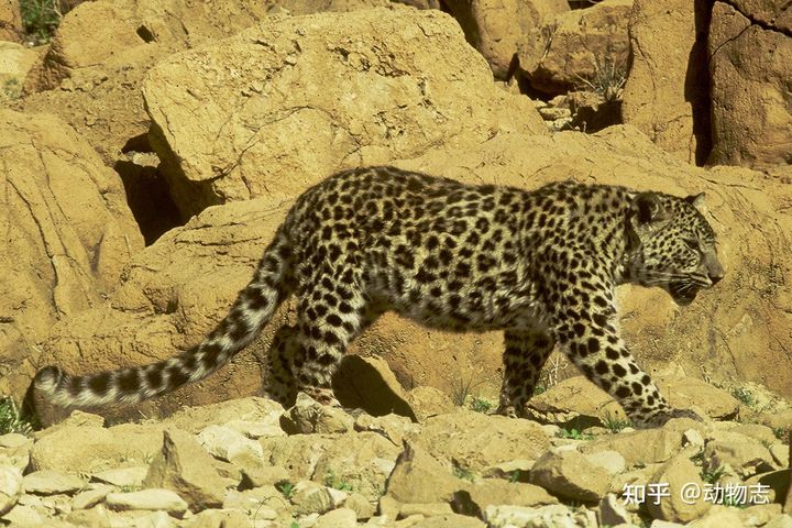 New study: African leopards and Asian leopards may be different species - Photo 7.