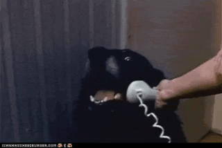 Đây là chiếc điện thoại dành cho chó, giúp chúng tự gọi video call với chủ - Ảnh 1.