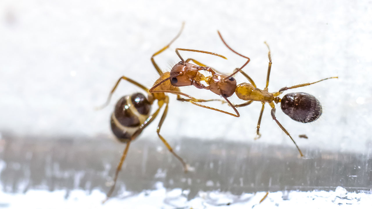 Ants have two stomachs, one for eating and the other for kissing - Photo 1.