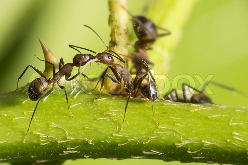 Ants have two stomachs, one for eating and one for kissing - Photo 2.