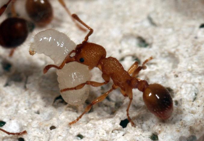 Ants have two stomachs, one for eating and the other for kissing - Photo 3.