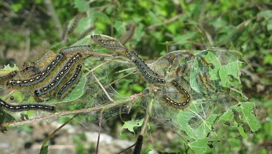 Even small and voracious caterpillars have a big impact on global carbon emissions - Photo 2.