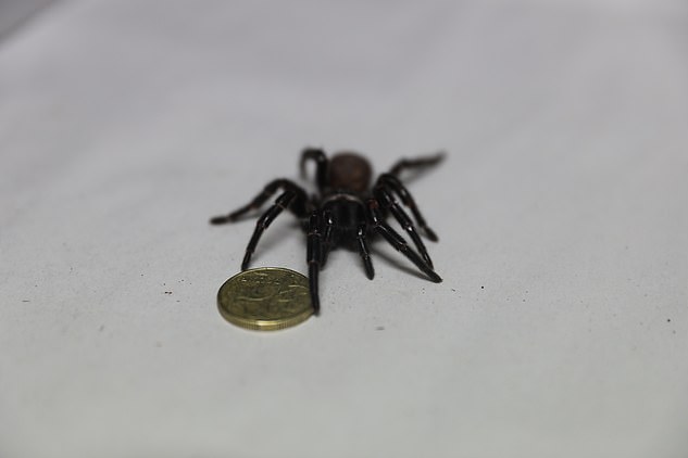 Detected super spider Megaspider with 2cm long fangs that can pierce human nails, with powerful venom - Photo 1.