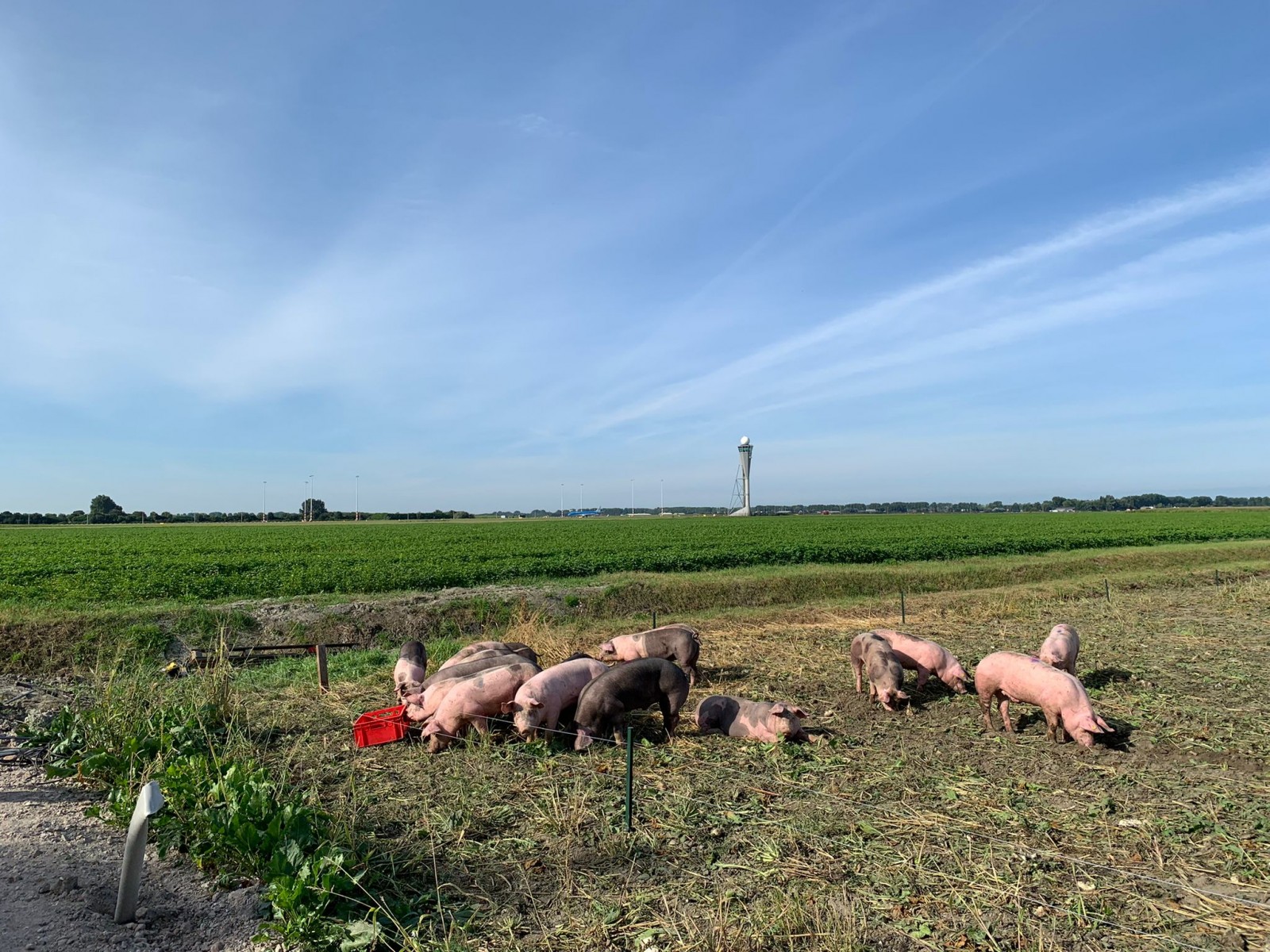 Hiring a herd of pigs to prevent birds from approaching the airport, the move of the Dutch government promises to bring unexpected results - Photo 1.