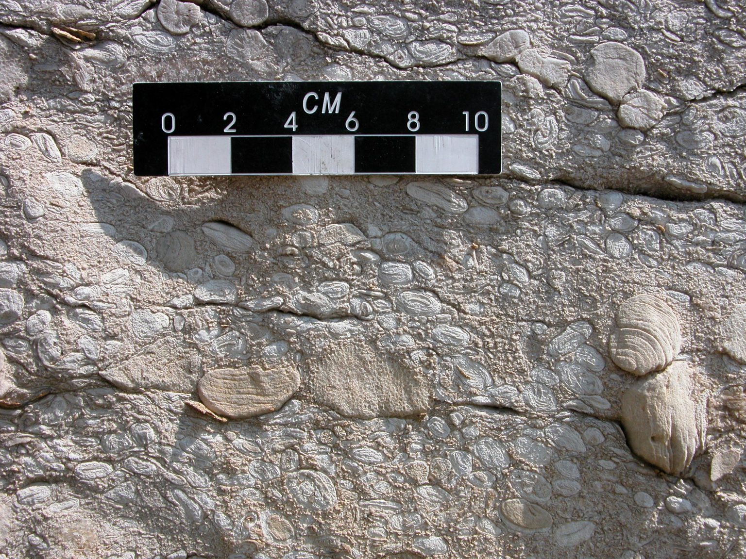 Cosa ha portato alla prima estinzione di massa della Terra 445 milioni di anni fa? - Figura 3. Cosa ha portato alla prima estinzione di massa della Terra 445 milioni di anni fa? - Figura 3.