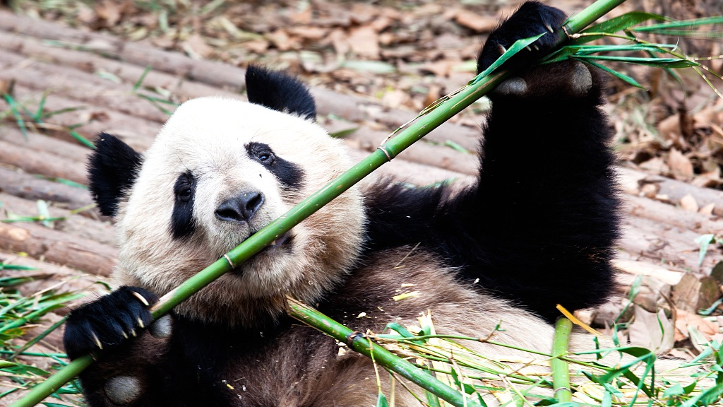 Panda Eating Bamboo