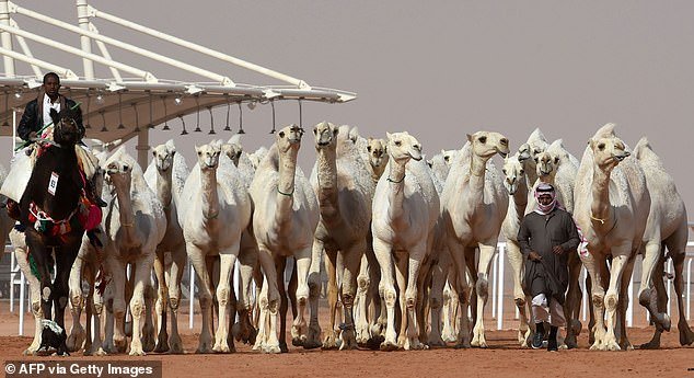 Saudi Arabia: More than 40 camels were banned from participating in beauty contests because of botox lip injections - Photo 5.