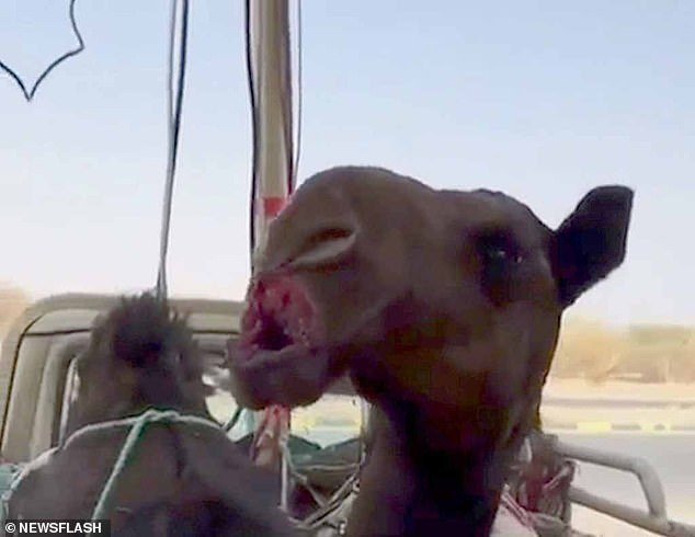 Ả Rập Xê Út: Hơn 40 con lạc đà bị cấm tham gia cuộc thi sắc đẹp vì bơm môi botox - Ảnh 2.