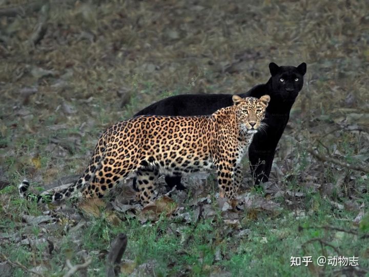 Tại sao với m&atilde;nh th&uacute;, con đực lu&ocirc;n to hơn con c&aacute;i c&ograve;n ở c&aacute;c lo&agrave;i chim ăn thịt th&igrave; con m&aacute;i l&uacute;c n&agrave;o cũng to hơn con trống? - Ảnh 7.