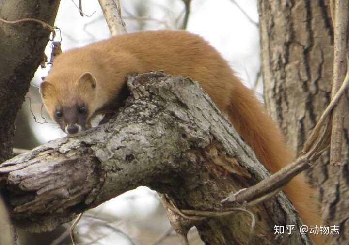 Tại sao với m&atilde;nh th&uacute;, con đực lu&ocirc;n to hơn con c&aacute;i c&ograve;n ở c&aacute;c lo&agrave;i chim ăn thịt th&igrave; con m&aacute;i l&uacute;c n&agrave;o cũng to hơn con trống? - Ảnh 4.