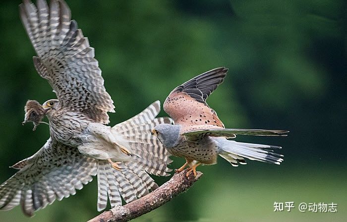 Tại sao với m&atilde;nh th&uacute;, con đực lu&ocirc;n to hơn con c&aacute;i c&ograve;n ở c&aacute;c lo&agrave;i chim ăn thịt th&igrave; con m&aacute;i l&uacute;c n&agrave;o cũng to hơn con trống? - Ảnh 5.