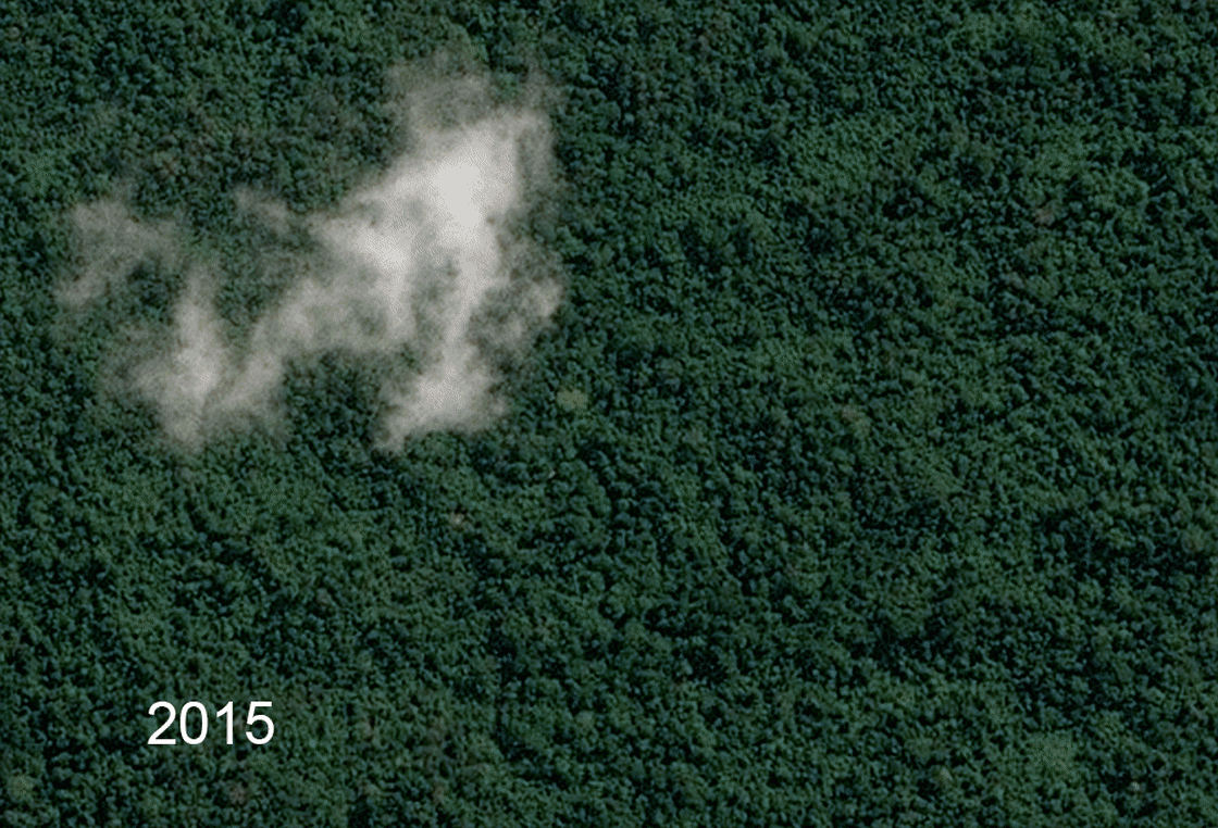 Vải 'thân thiện với môi trường' đang phá hủy rừng nhiệt đới - Ảnh 3.