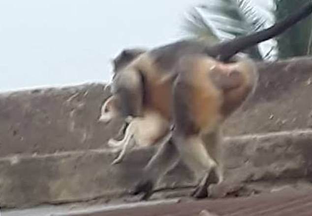 Monkeys drag 250 dogs to the roof of a high-rise building and then push down to take revenge?  - Photo 1.