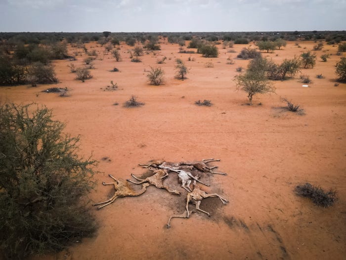 Super drought, giraffe died of thirst in Africa, the next victim will be humans - Photo 1.