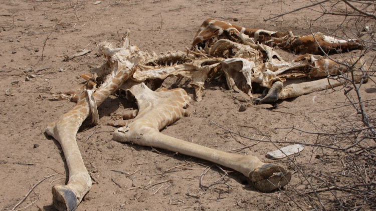 Super drought, giraffes die of thirst in Africa, the next victim will be humans - Photo 5.