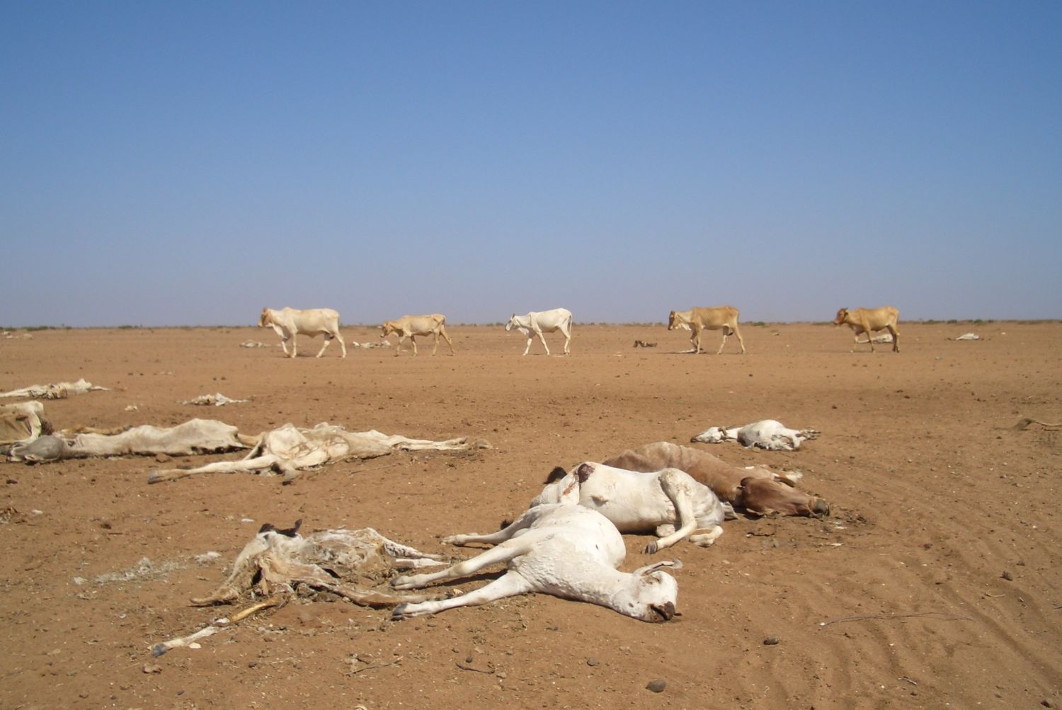 Super drought, giraffes die of thirst in Africa, the next victim will be humans - Photo 3.