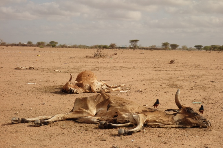 Super drought, giraffe died of thirst in Africa, the next victim will be humans - Photo 6.