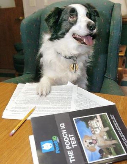 Scientists are trying to build a human language test for dogs - Photo 4.