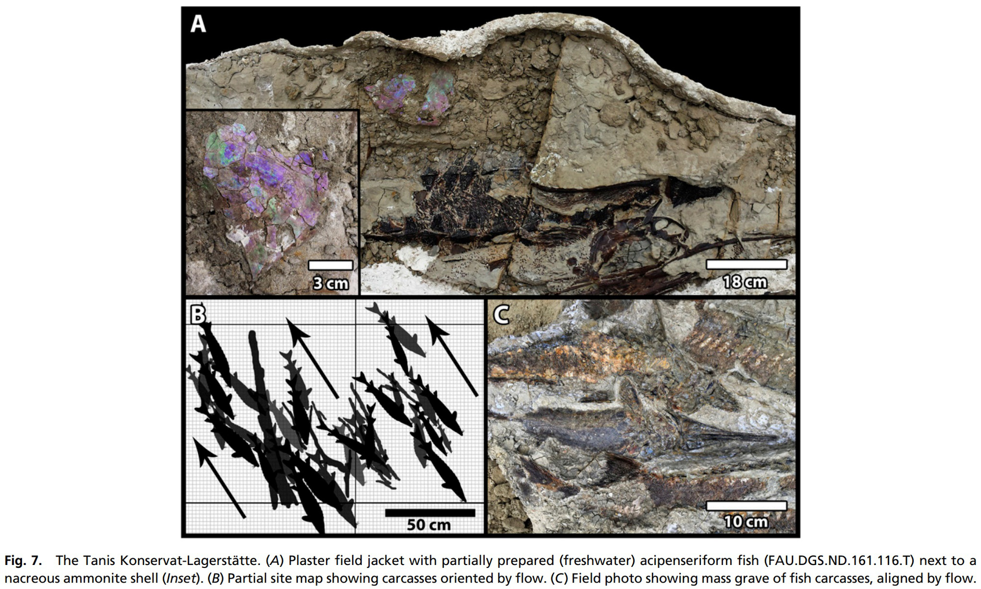 Ironically, the extinct Chicxulub meteorite fell to Earth in the spring - Photo 4.