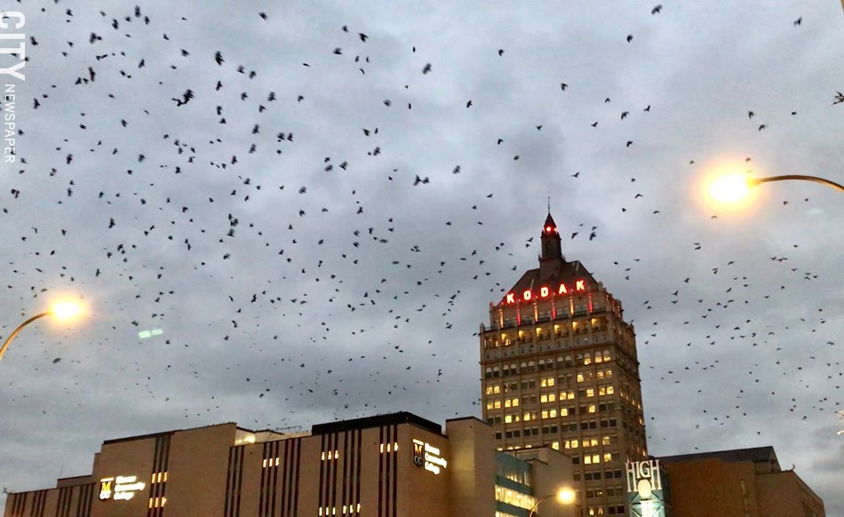 When 30,000 crows invaded the American city, their droppings fell like rain - Photo 1.