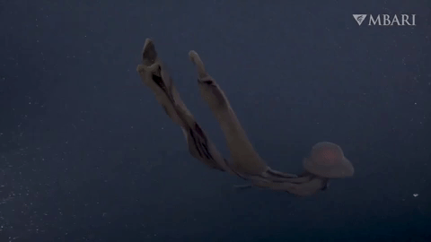 10 strange creatures found on the deep sea floor in 2021 - Photo 7.