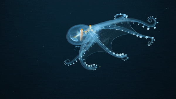 10 strange creatures found on the deep sea floor in 2021 - Photo 2.