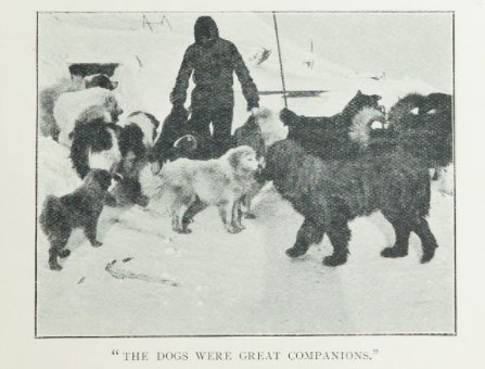 The continental Antarctic is full of pain and sacrifice of dogs - Photo 2.