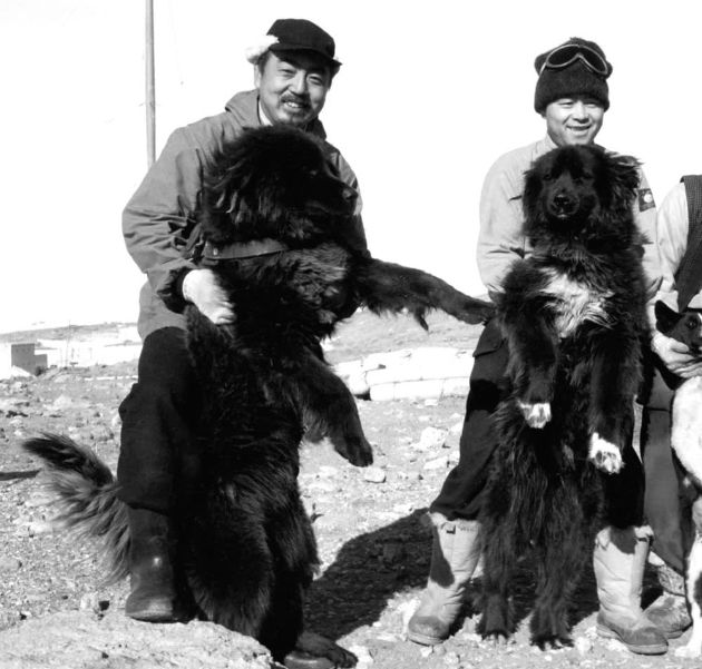 The continental Antarctic is full of pain and sacrifice of dogs - Photo 8.