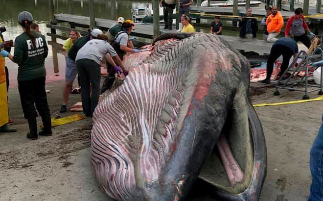 Xác cá khổng lồ gần 30 tấn dạt vào bờ biển: Chuyên gia phát hiện 2 điều bất thường - Ảnh 1.