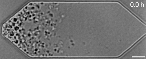 Đột phá: Các nhà khoa học vừa tạo ra được sinh vật nhân tạo đầu tiên có khả năng phân bào - Ảnh 4.