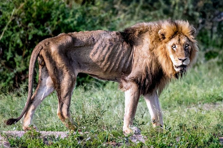 Una serie de fotos: los últimos momentos de la vida del rey león Skar ...