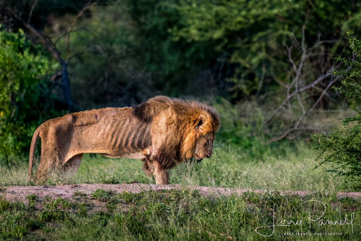 Skar - vua sư tử của động vật hoang dã luôn là một chủ đề hấp dẫn. Những hình ảnh được ghi lại về Skar và bầy sư tử của mình sẽ khiến bạn ngạc nhiên với sự tinh túy và quyết đoán trong cách chúng săn mồi.