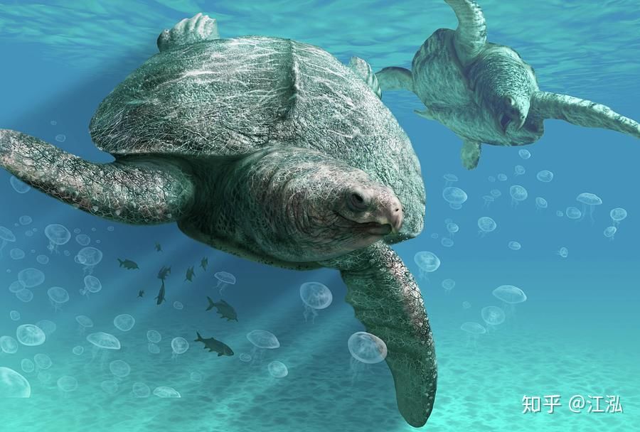 Phát hiện loài rùa biển cổ đại còn to lớn hơn cả một cái ô tô - Ảnh 9.