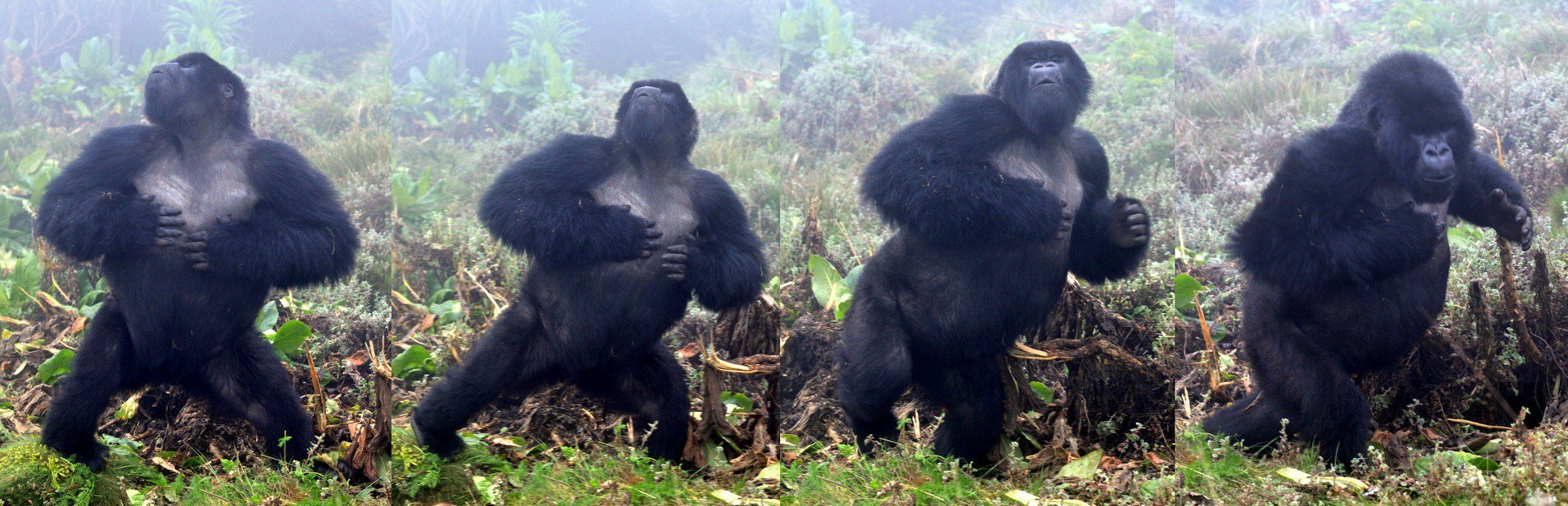 Sau 500 lần quan sát khỉ đột đập ngực, các nhà khoa học tìm ra câu ...