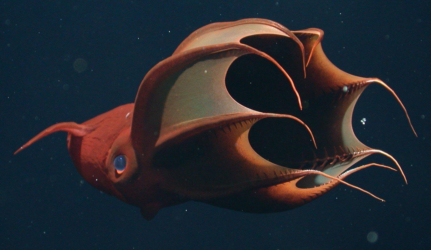Vampyroteuthis infernalis: Loài 