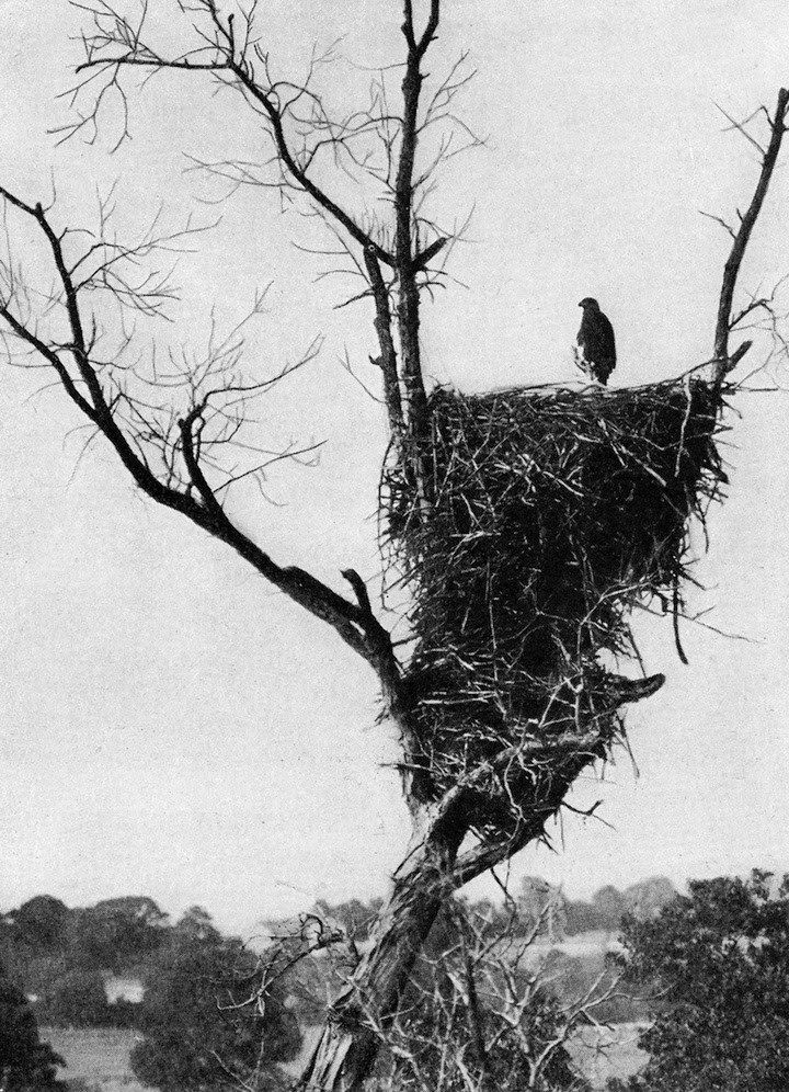 Đại bàng đầu trắng đã từng trở thành con mồi của những thợ săn tiền thưởng tại Mỹ - Ảnh 10. Đại bàng đầu trắng đã từng trở thành con mồi của những thợ săn tiền thưởng tại Mỹ - Ảnh 10.