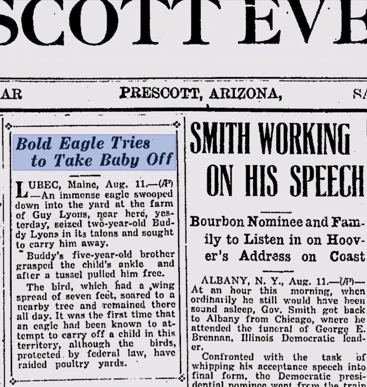 Đại bàng đầu trắng đã từng trở thành con mồi của những thợ săn tiền thưởng tại Mỹ - Ảnh 7. Đại bàng đầu trắng đã từng trở thành con mồi của những thợ săn tiền thưởng tại Mỹ - Ảnh 7.