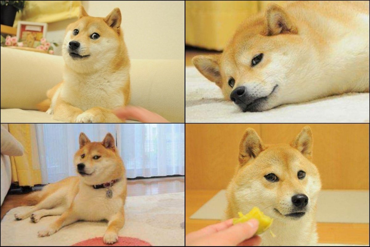 Chú chó Dogecoin được xem là biểu tượng của đồng tiền này. Hãy xem hình ảnh này để cảm nhận được tính độc đáo và sự đáng yêu mà chú chó này mang lại.