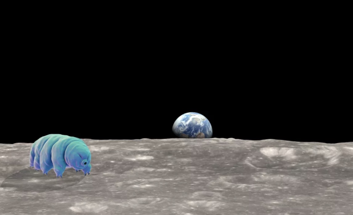 Hết bị bắn đi với tốc độ 900m/giây, giờ 5000 con gấu nước lại lên vũ trụ thí nghiệm cùng với 128 con mực phát sáng - Ảnh 3. Hết bị bắn đi với tốc độ 900m/giây, giờ 5000 con gấu nước lại lên vũ trụ thí nghiệm cùng với 128 con mực phát sáng - Ảnh 3.