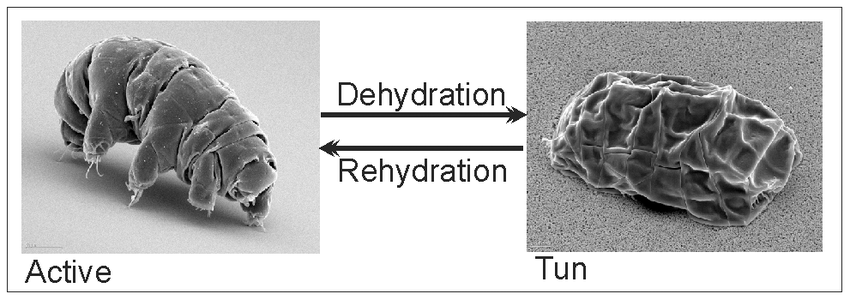 Hết bị bắn đi với tốc độ 900m/giây, giờ 5000 con gấu nước lại lên vũ trụ thí nghiệm cùng với 128 con mực phát sáng - Ảnh 2. Hết bị bắn đi với tốc độ 900m/giây, giờ 5000 con gấu nước lại lên vũ trụ thí nghiệm cùng với 128 con mực phát sáng - Ảnh 2.