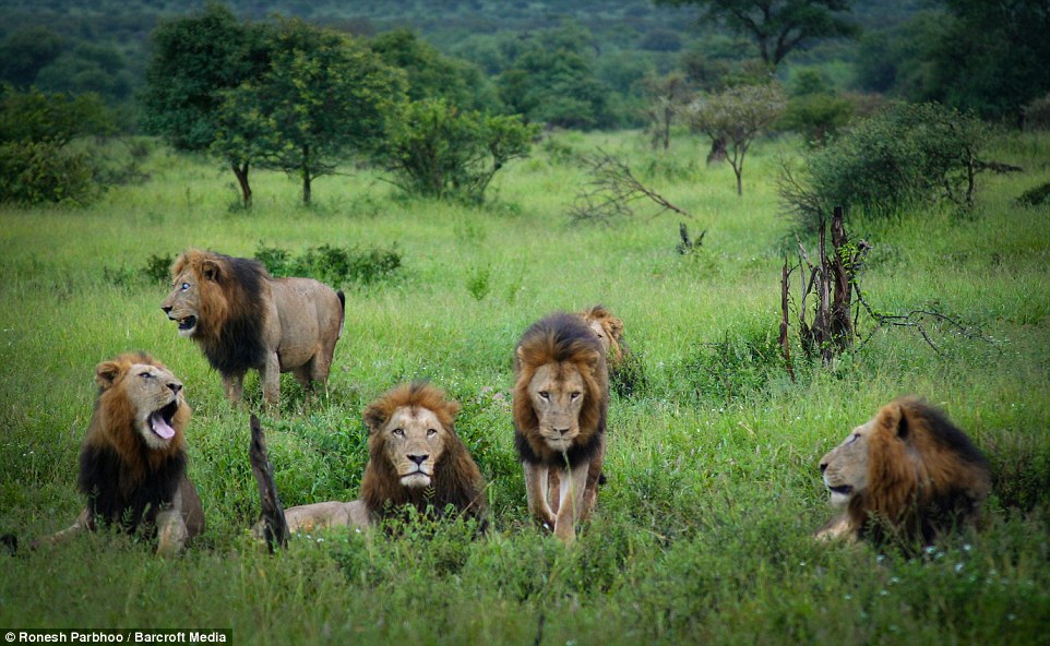 Mapogo: Liên minh 6 con sư tử đực thống lĩnh đồng cỏ Châu Phi - Ảnh 7.