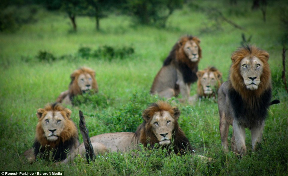 Mapogo: Liên minh 6 con sư tử đực thống lĩnh đồng cỏ Châu Phi - Ảnh 1.