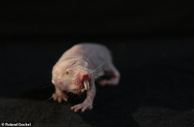 Cuộc đời bí ẩn của con chuột chũi già nhất thế giới: Thách thức tử thần, sắp ăn sinh nhật ở cái tuổi cao gấp 9 lần đồng loại - Ảnh 4.