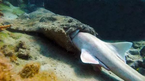 Khi cá mập tiến hóa để sống dưới đáy biển, chúng sẽ như thế nào? - Ảnh 9.