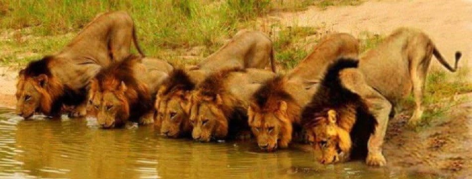 Mapogo: Liên minh 6 con sư tử đực thống lĩnh đồng cỏ Châu Phi - Ảnh 5.