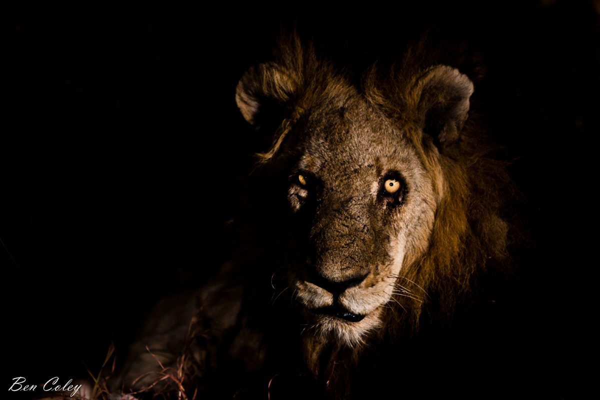 Mapogo: Liên minh 6 con sư tử đực thống lĩnh đồng cỏ Châu Phi - Ảnh 8.