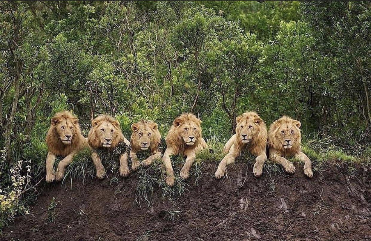 Mapogo: Liên minh 6 con sư tử đực thống lĩnh đồng cỏ Châu Phi - Ảnh 2.