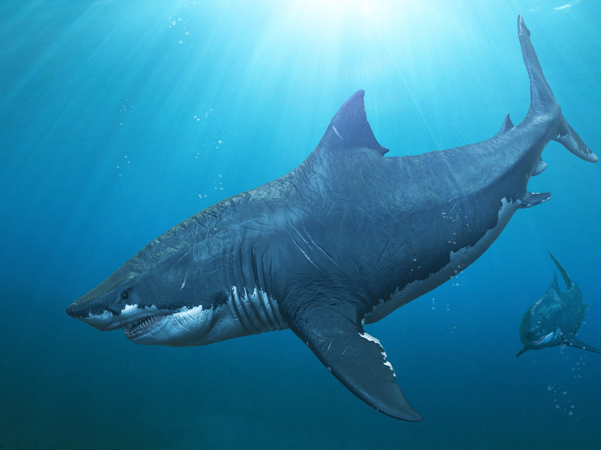 Top với hơn 93 hình nền cá mập megalodon tuyệt vời nhất  Tin học Đông Hòa